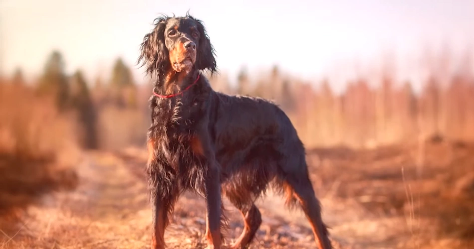 Gordon Setter