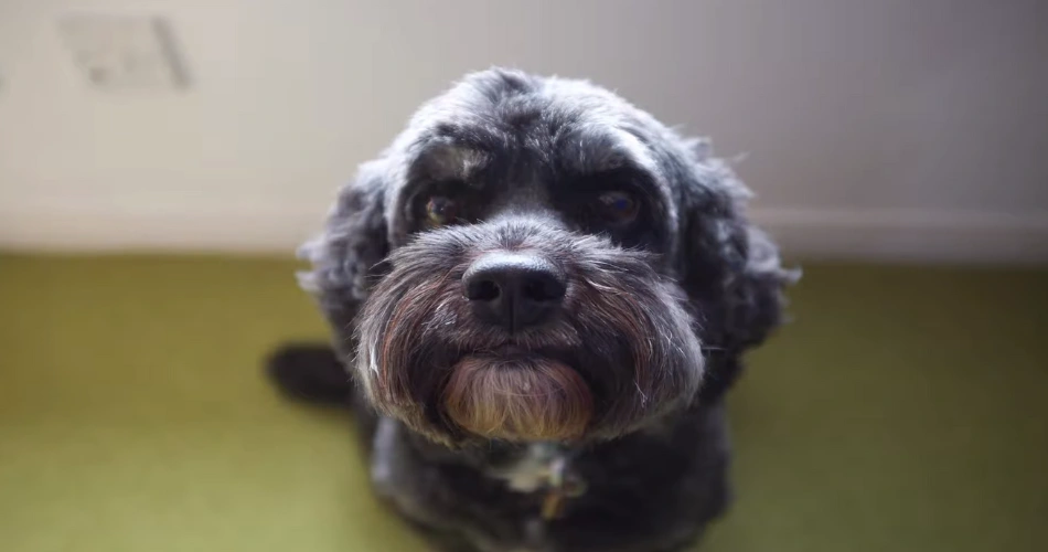 Affenpinscher Dog