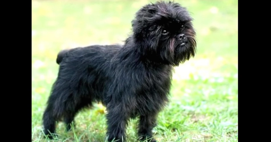  Affenpinscher dog 