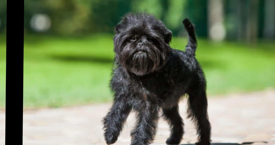  Affenpinscher dog 