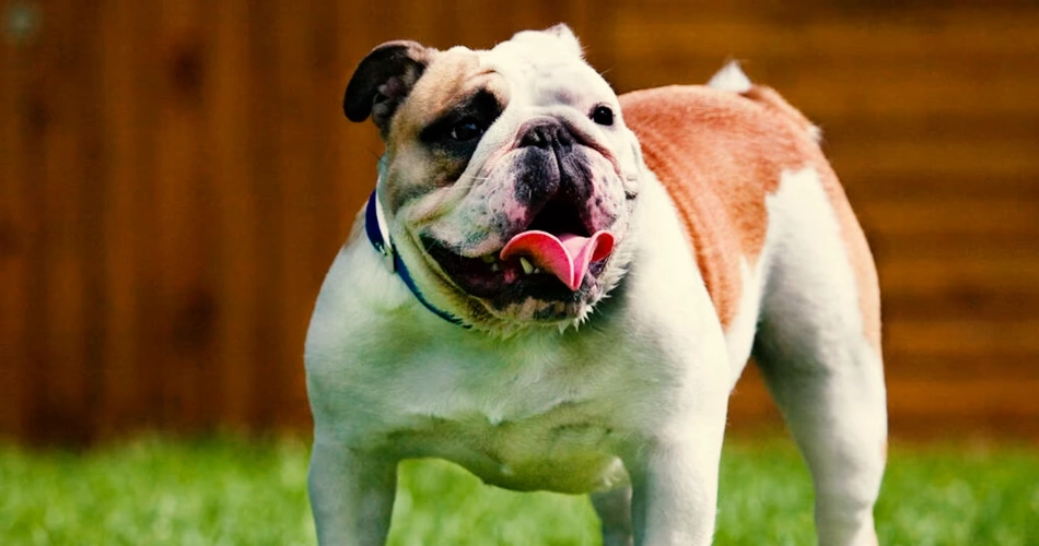 Bulldog breed