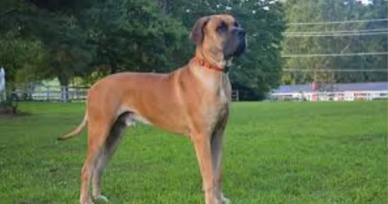 Scooby-Doo Dog Breed