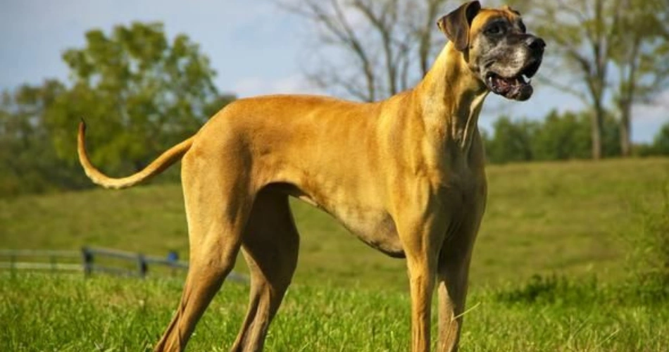 Scooby-Doo Dog Breed