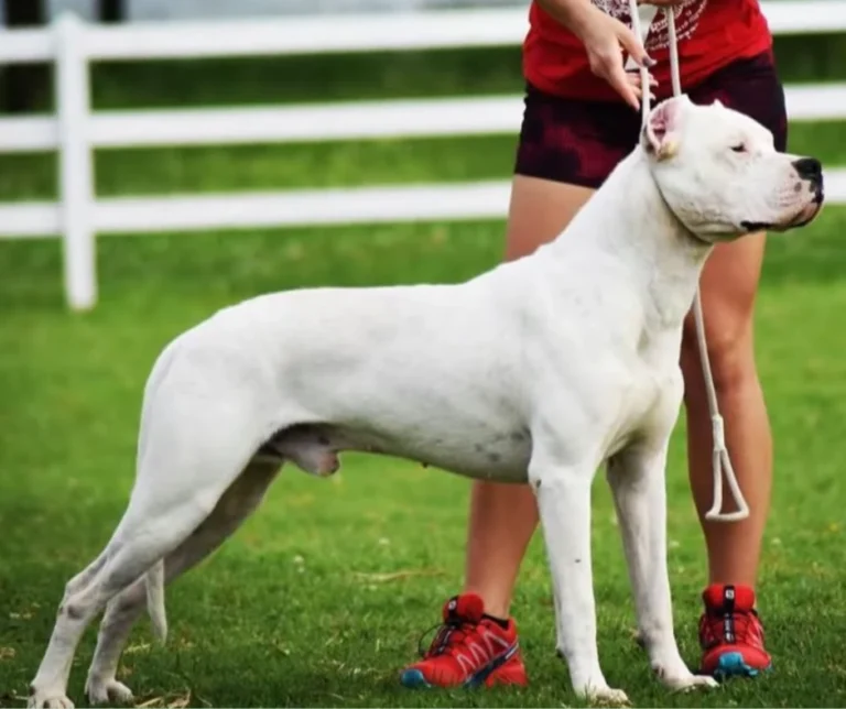 Dogo Argentino