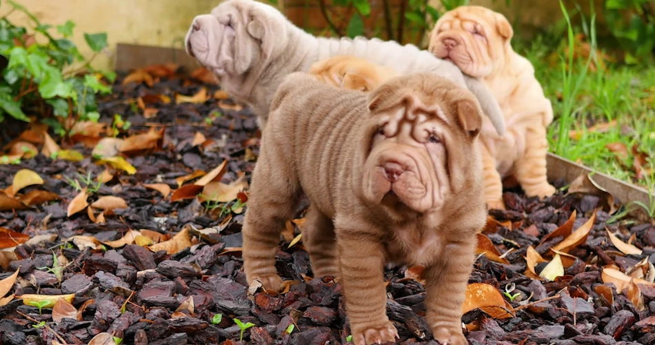 Shar-Pei dog breeds 
