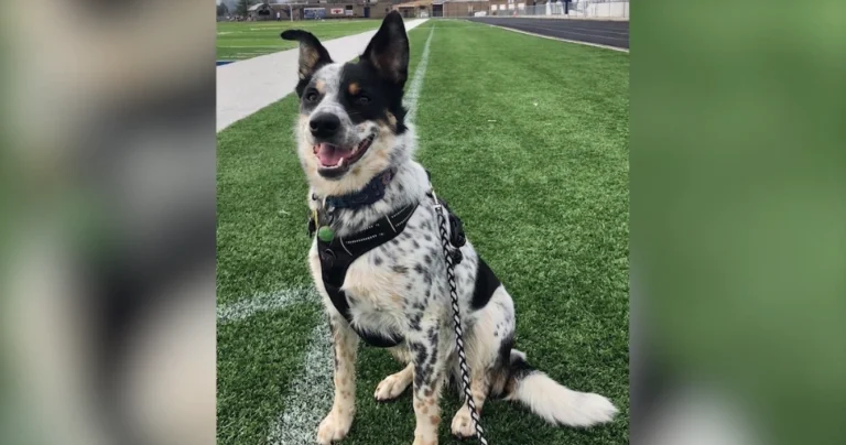 Texas Heeler