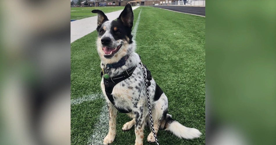 Texas Heeler