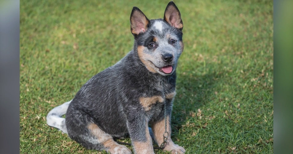  Texas Heeler
