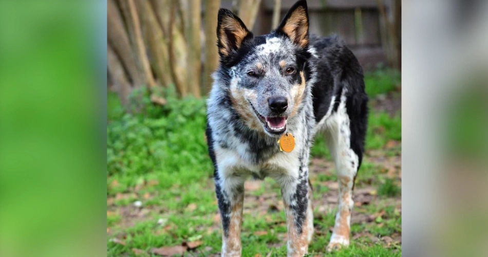 Texas Heeler