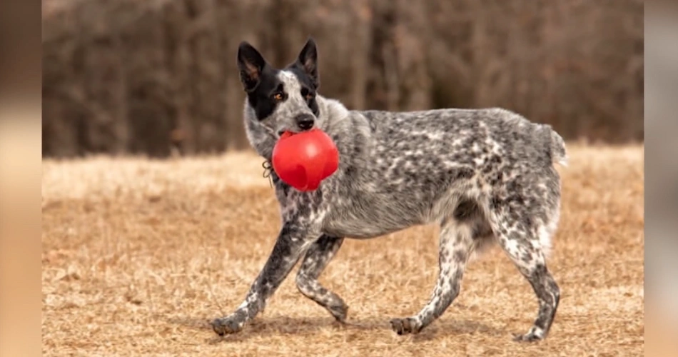  Texas Heeler 