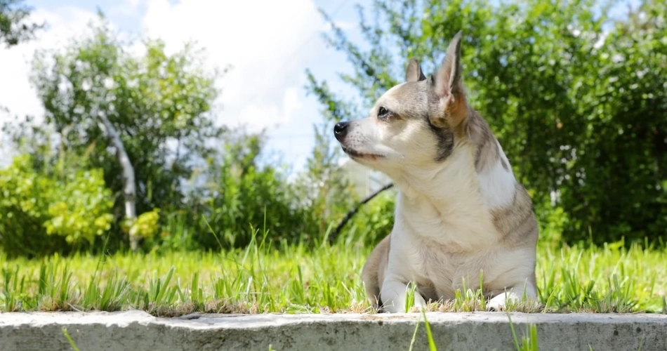 Chihuahua Dog