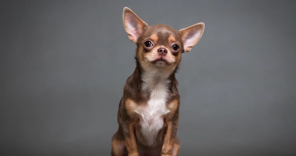 Chihuahua Dog