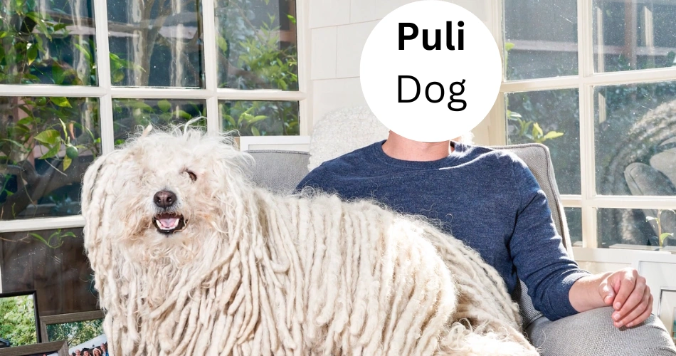 Puli dog breed
