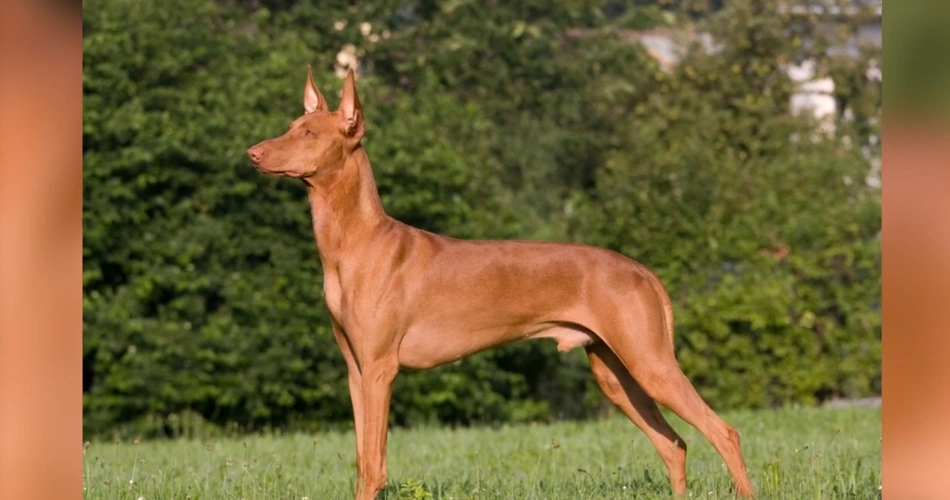 Pharaoh Hound dog