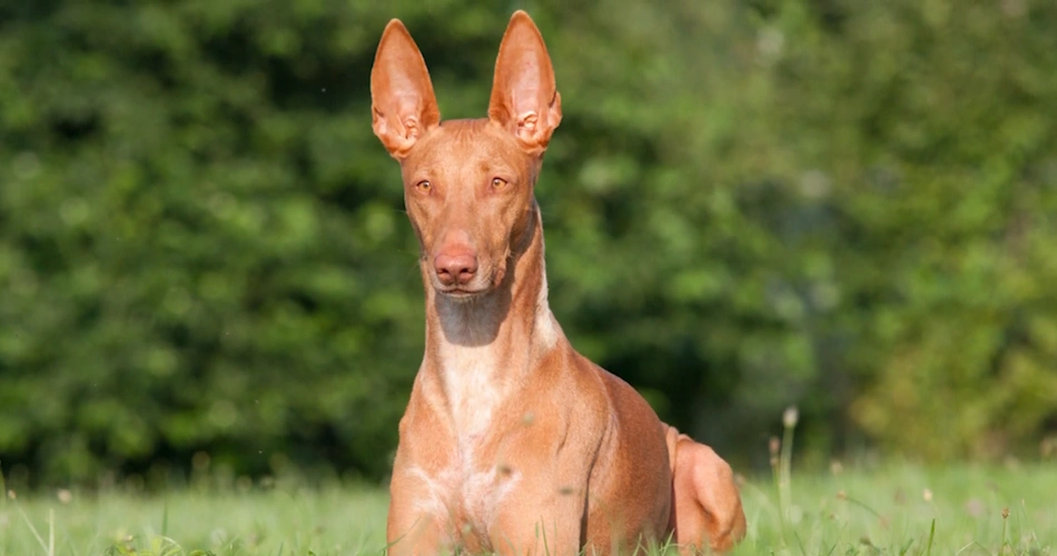 Maltese Rabbit Hound Rabbit Dog Egyptian Hound