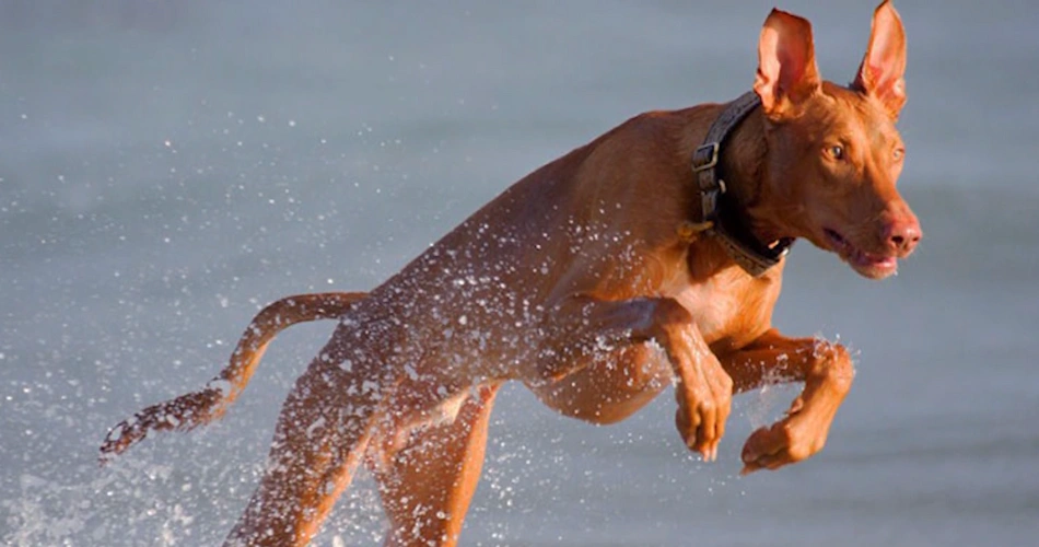 Kelb tal-Fenek (Official Maltese name)
Rabbit Dog (Common name in Malta)
Maltese Rabbit Hound
Pharaoh Dog
Egyptian Hound