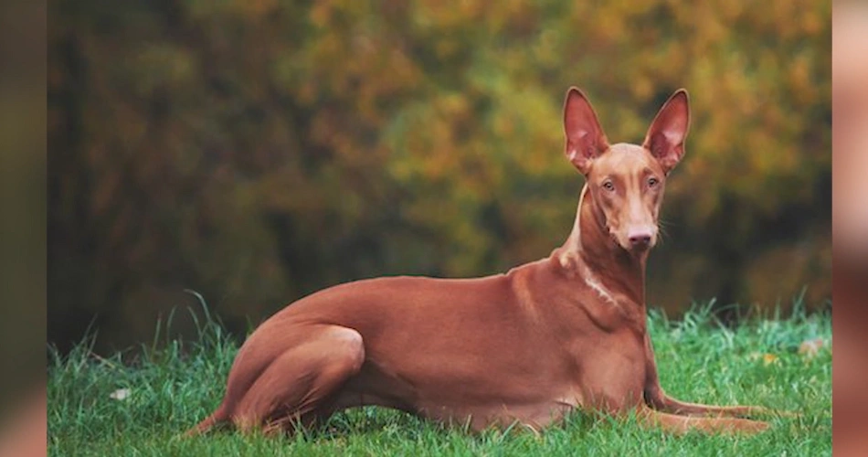 Kelb tal-Fenek (Official Maltese name) Rabbit Dog (Common name in Malta) Maltese Rabbit Hound Pharaoh Dog Egyptian Hound