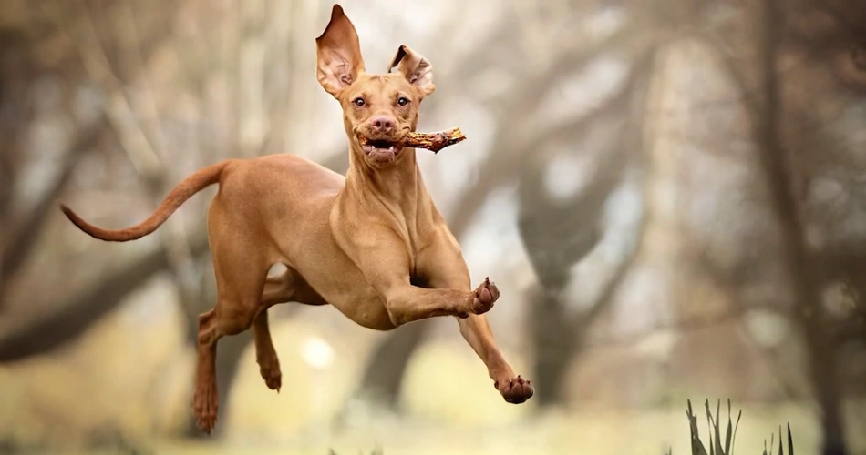 Pharaoh Hound