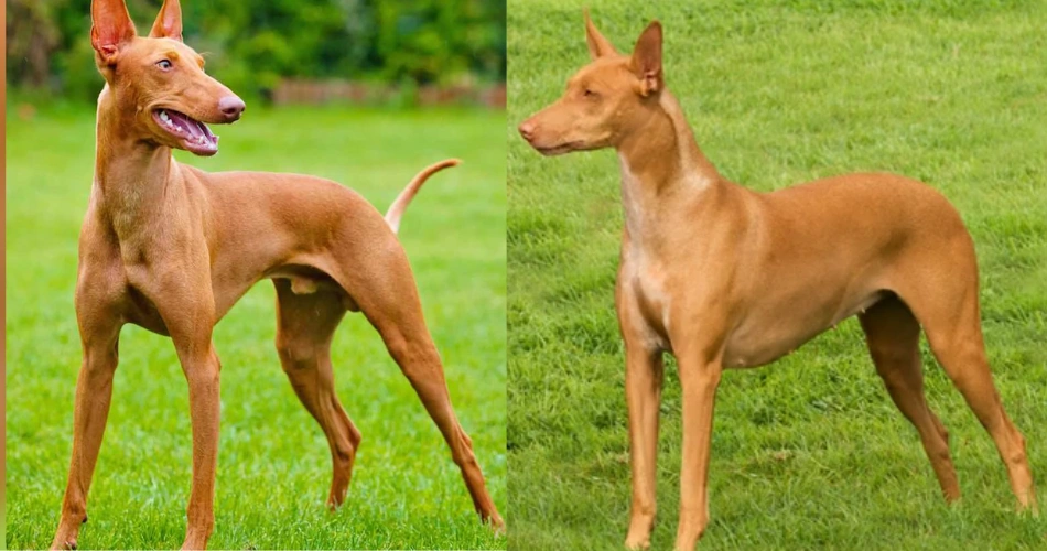 Pharaoh Hound