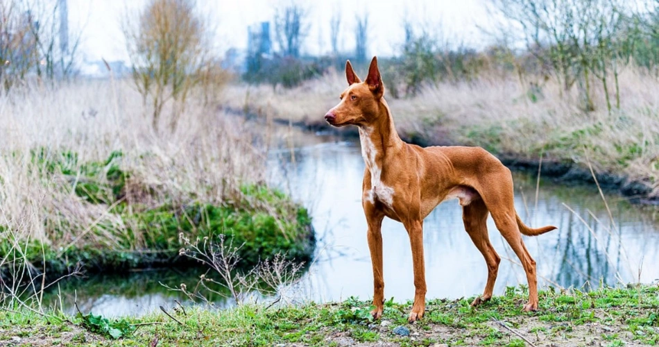 Pharaoh Hound