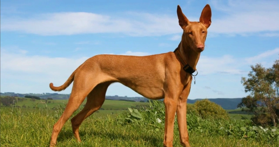 Is the Pharaoh Hound the Right Dog for You