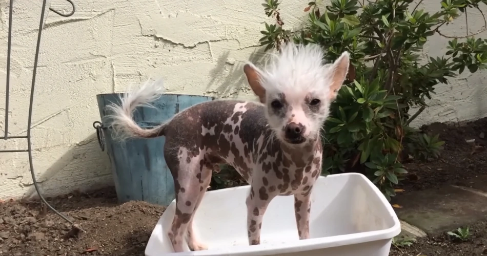 Chinese Crested dog breed 