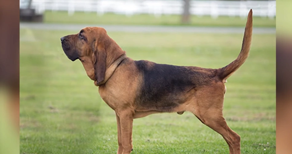 Bloodhound dog breed 