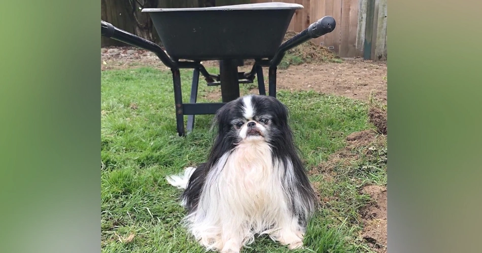 Japanese Chin dog breed 