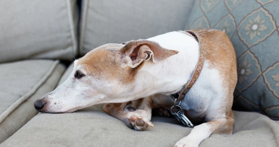 Italian Greyhound dog breed 