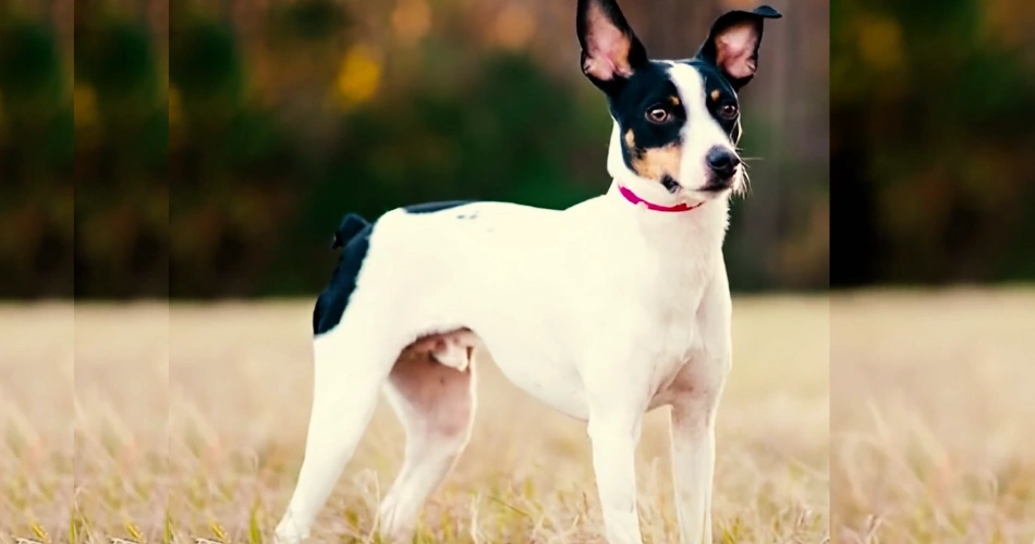 Rat Terrier dog breeds 