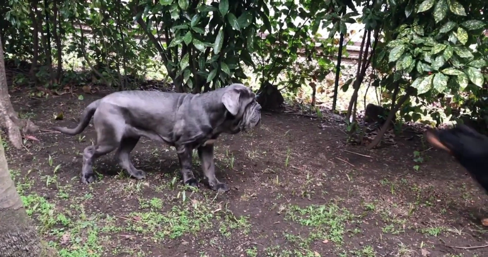 Ugliest Dog Breeds Uniquely Suited to Capture Your Heart