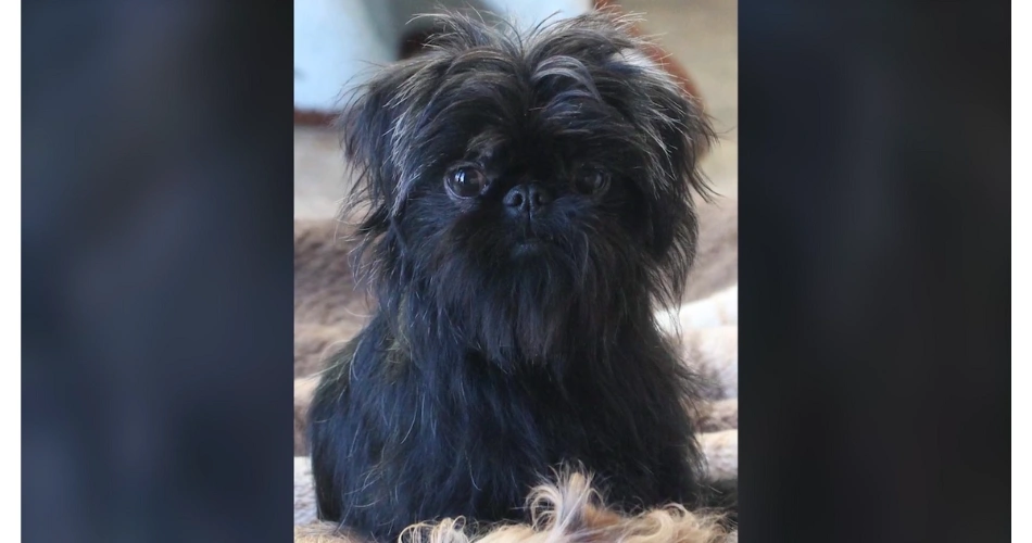 Affenpinscher dog breeds 