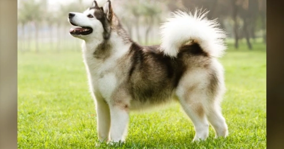 CANADIAN ESKIMO DOG BREED