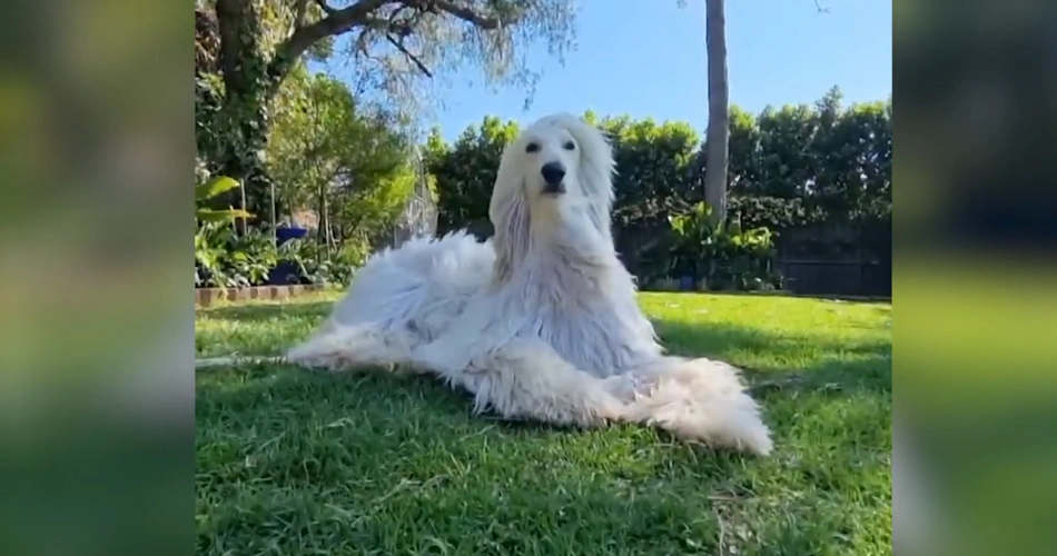 afghan hound breed 