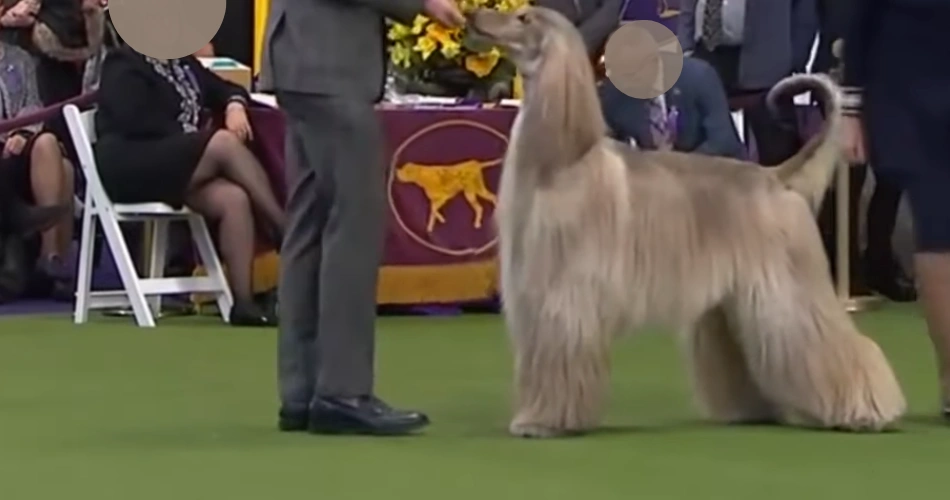 afghan Hound Breed