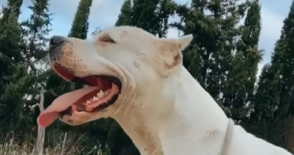 Dogo Argentino