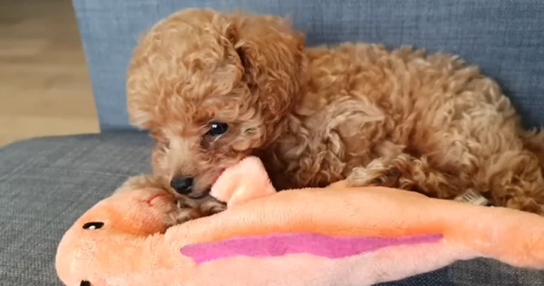 Toy poodle