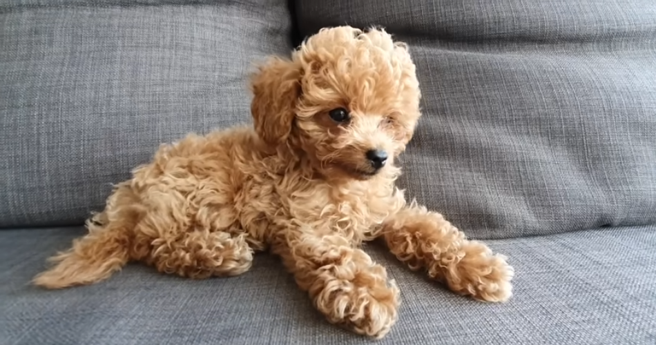 toy poodle 