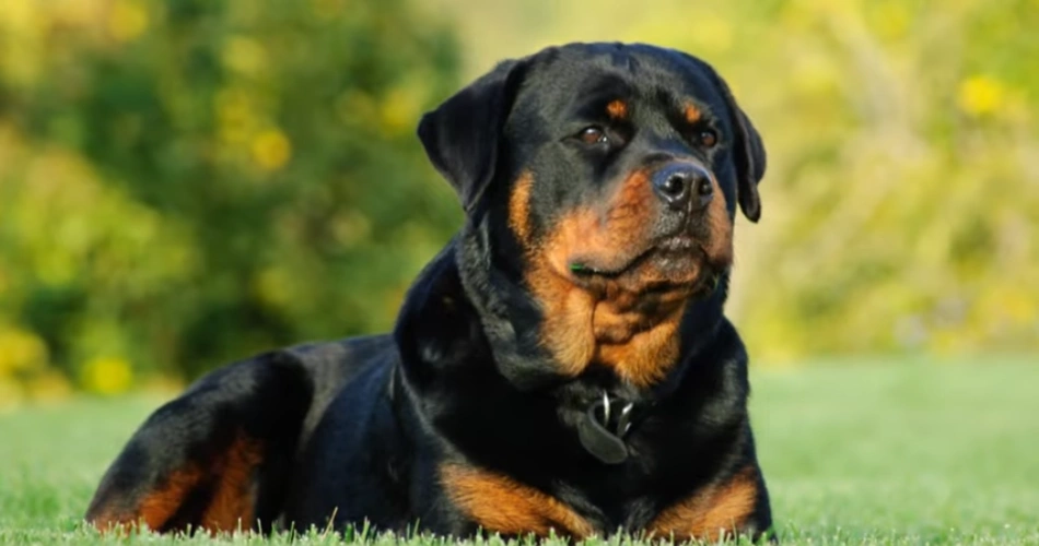 Rottweiler dog breed 