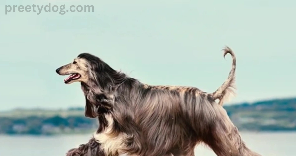 12 Dog Breeds With Floppy Ears 4 12 Dog Breeds With Floppy Ears