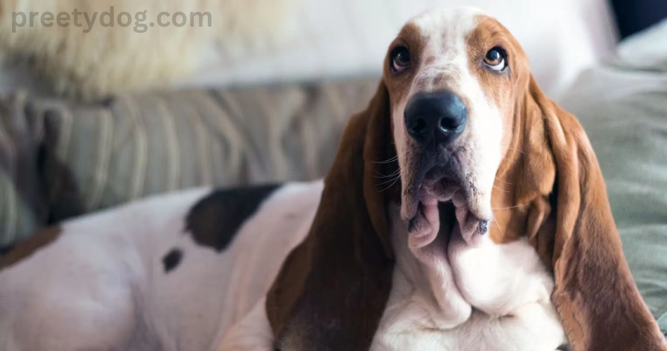 12 Dog Breeds With Floppy Ears 2 Basset Hound