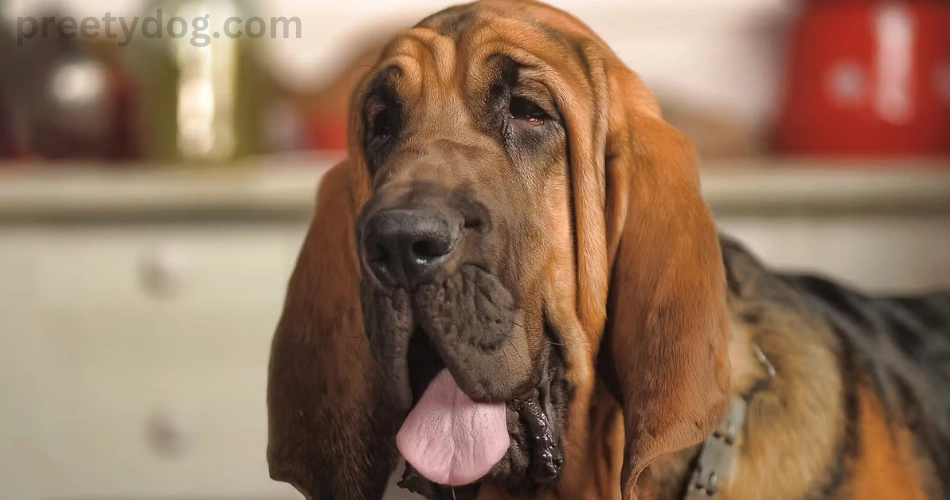 12 Dog Breeds With Floppy Ears 11 Bloodhound