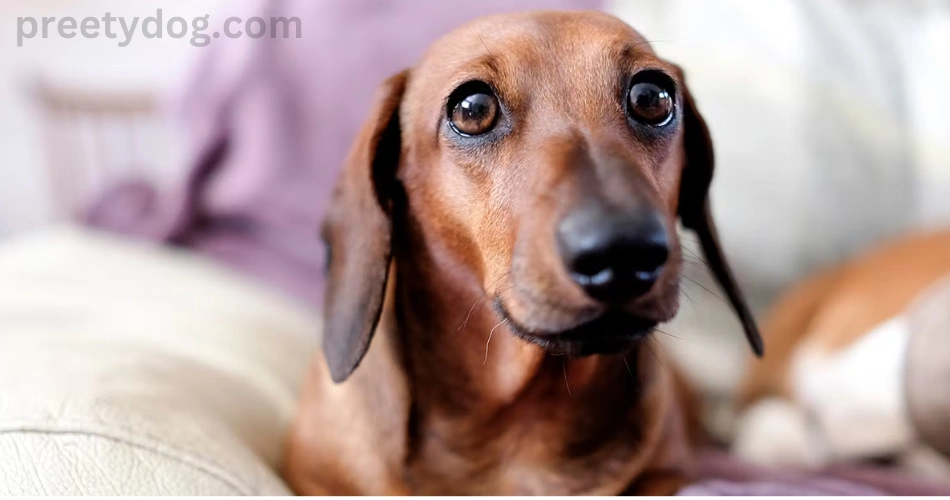 12 Dog Breeds With Floppy Ears 3 Dachshund