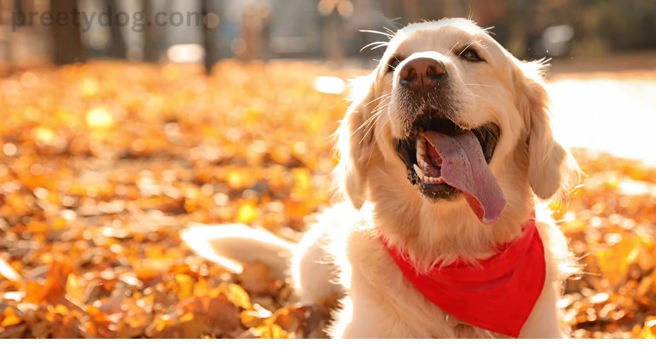 12 Dog Breeds With Floppy Ears 7 Goldenretiever