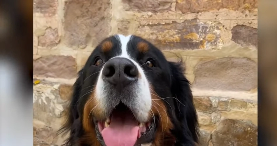 17 Quiet Dog Breeds That Rarely Bark 1 Bernese Mountain Dog