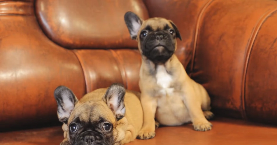 17 Quiet Dog Breeds That Rarely Bark 3 French Buldog