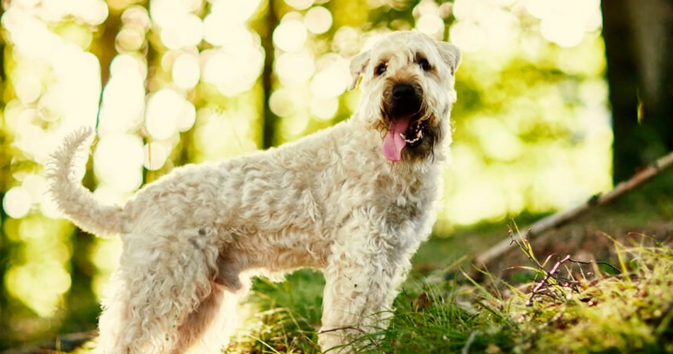 17 Quiet Dog Breeds That Rarely Bark 8 Soft-Coated Wheaten Terrier