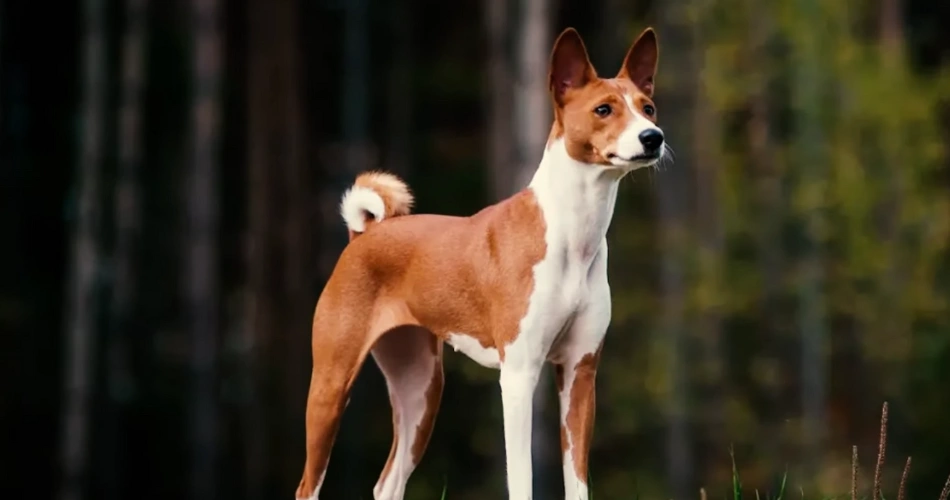 17 Quiet Dog Breeds That Rarely Bark 5 Basenji dog