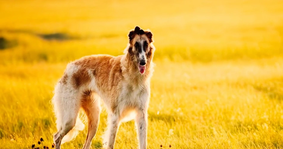 17 Quiet Dog Breeds That Rarely Bark 6 borazi