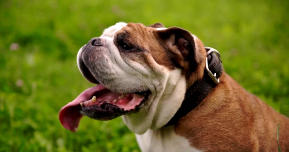 17 Quiet Dog Breeds That Rarely Bark 4 Bulldog